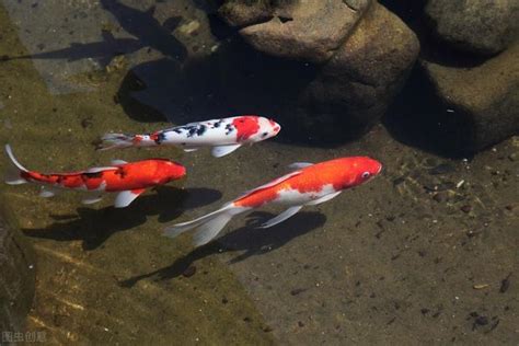 魚缸 魚|適合新手養魚品種 : 6種入門淡水魚